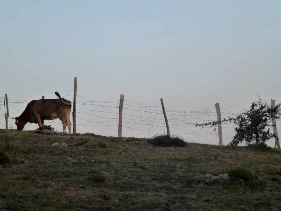 cow at puig neulos
