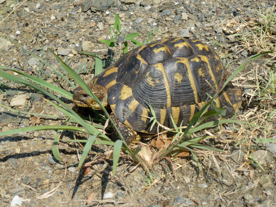 tortoise 1
