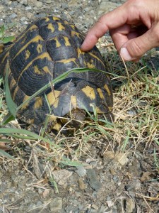 tortoise with hand