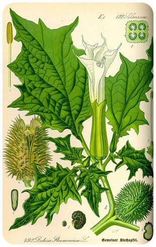 Datura taxonamy