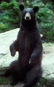 black bear