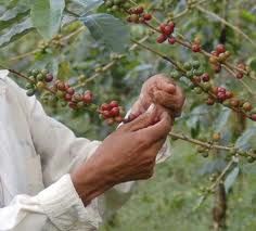coffee picking one bean at a time