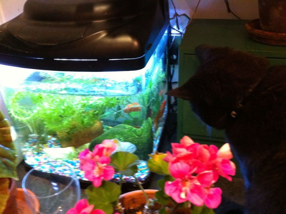 cat watching goldfish