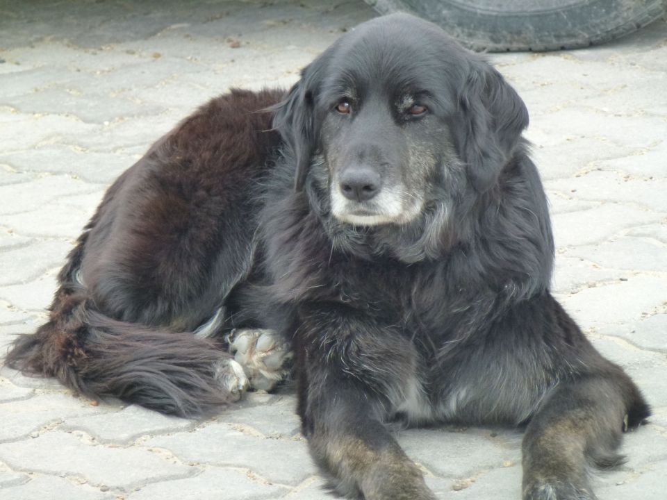 A Patagonian dog, chilling out.