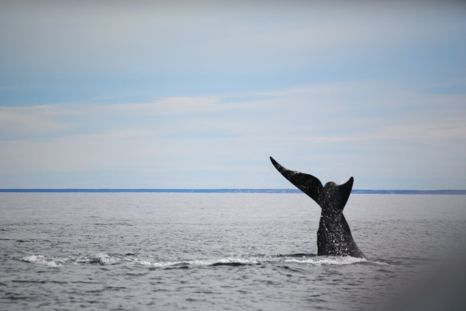 A whale tail, courtesy of Nia Davies.