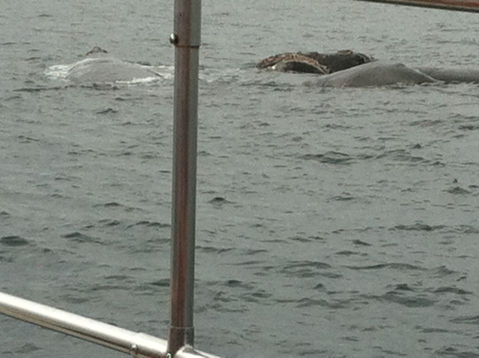 Three ballena franca (southern right whales) close to.