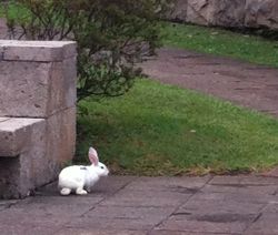 A White Rabbit