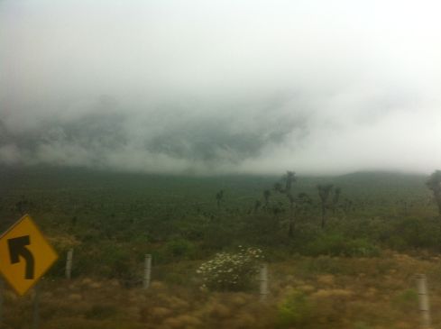 Another blurry picture taken from a bus and featuring mist and cactus, taken on the road from Saltillo to Monterrey.