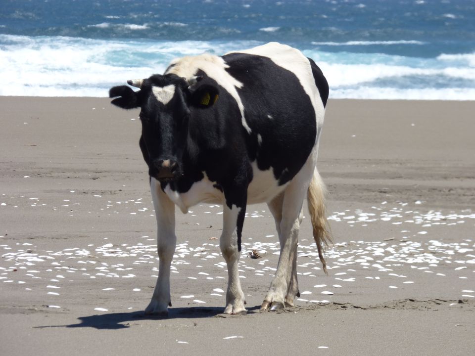day1 black cow on beach