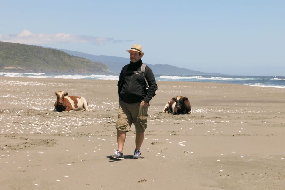Blanco with bored cattle on beach