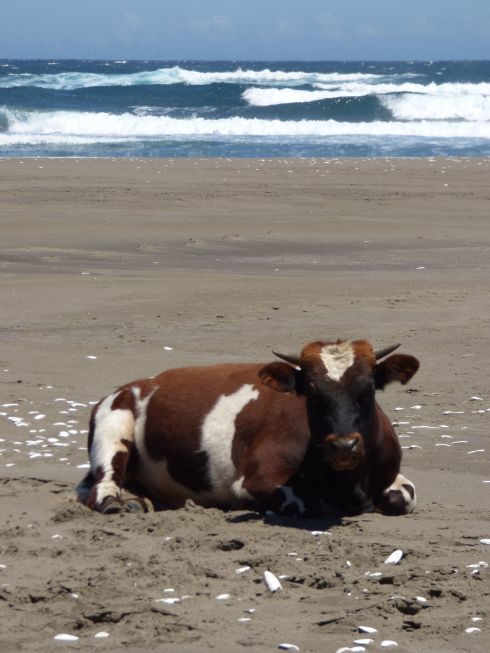 day1 brown cow beach