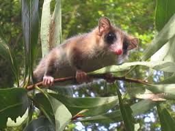 Monito del monte