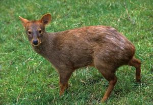 day2 pudu