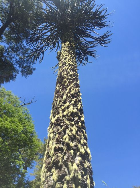Araucaria araucana