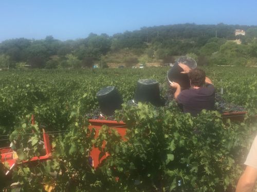 vendimia emptying cubo