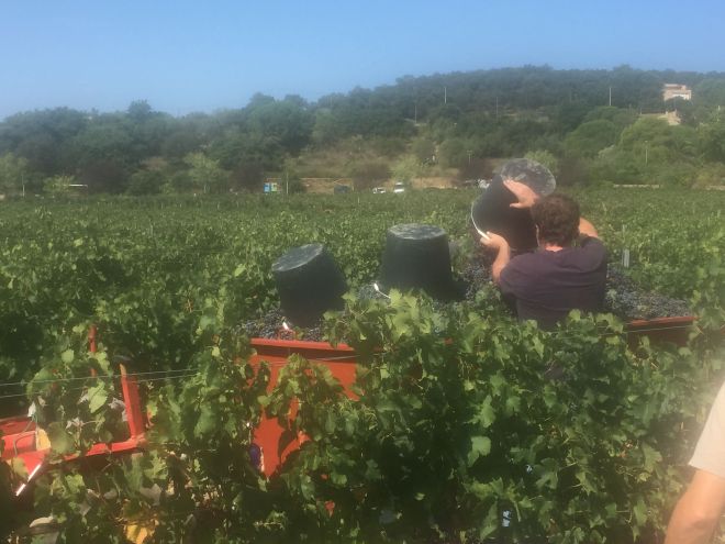 vendimia emptying cubo