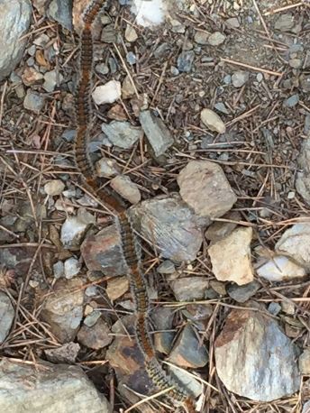 Pine Caterpillar chain