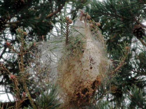 Pine_processionary_moth_