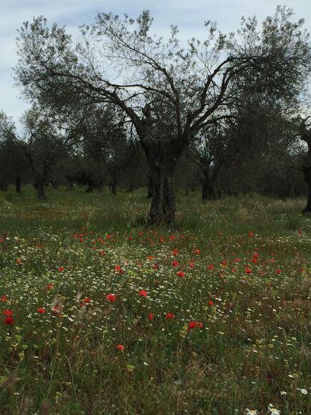 poppies and olive tree