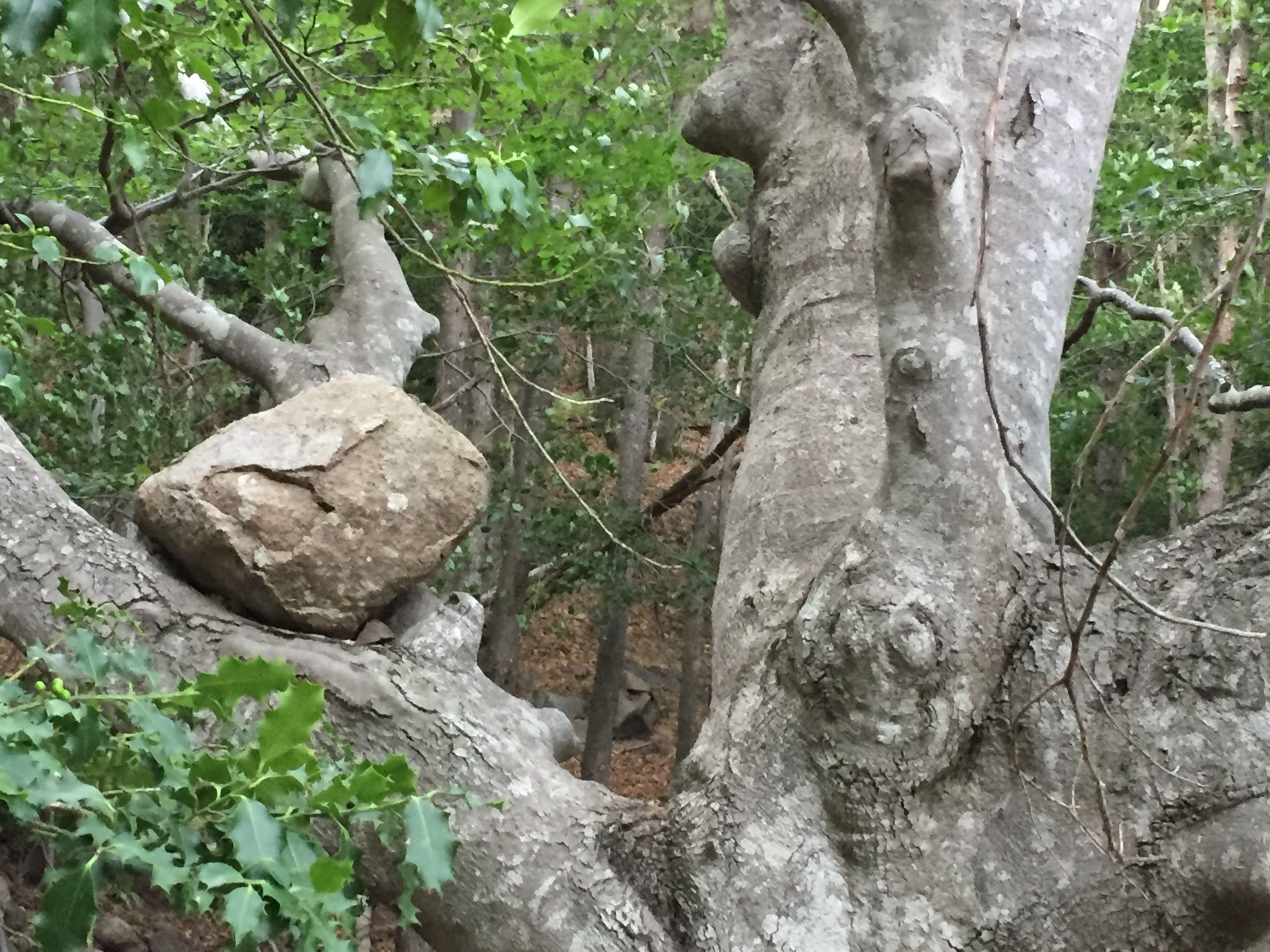boulder-in-tree