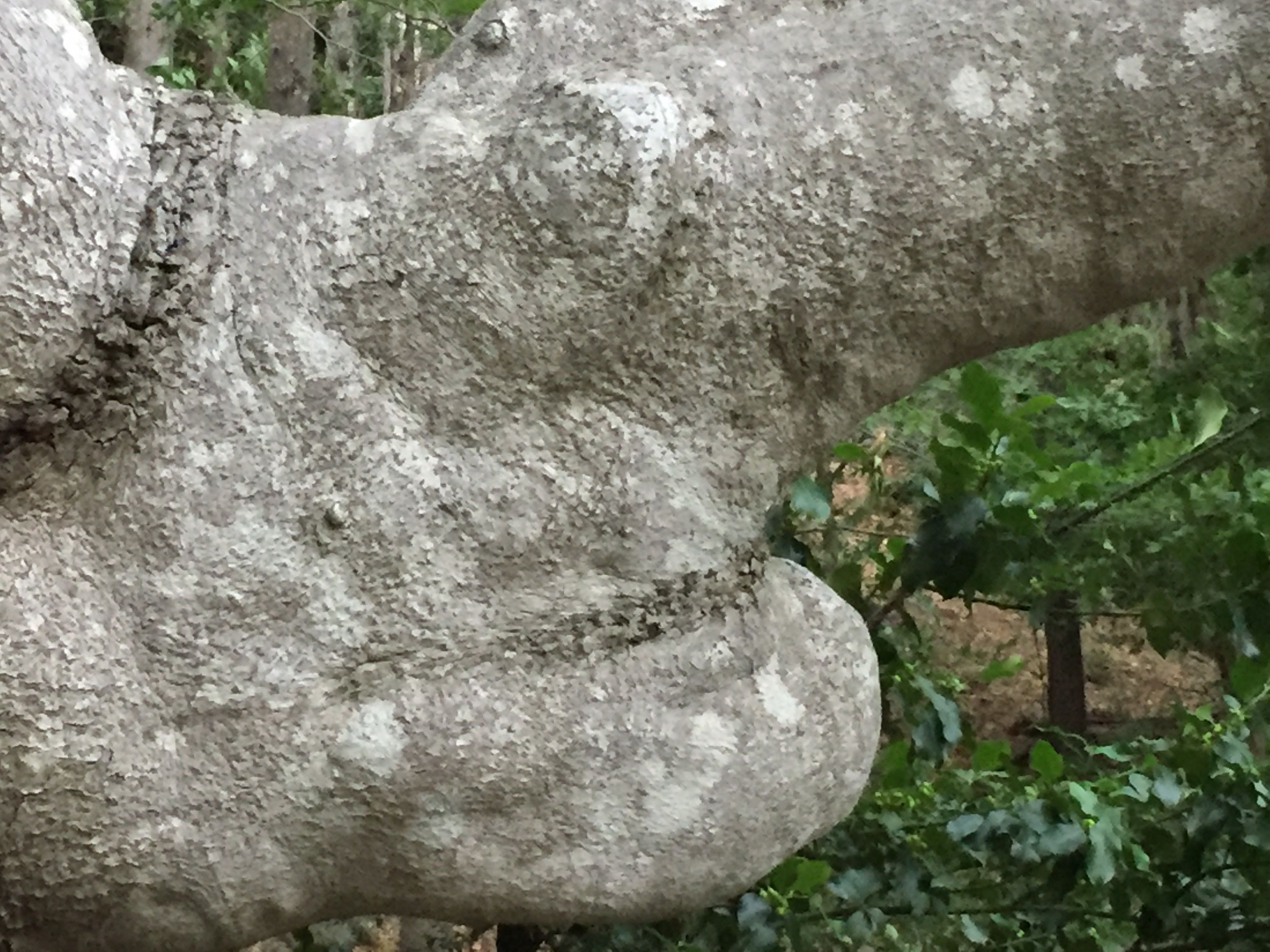boulder-tree-face