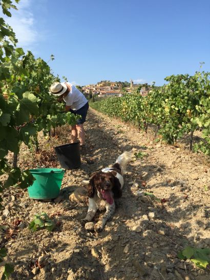 vendimia-rose-and-bruno