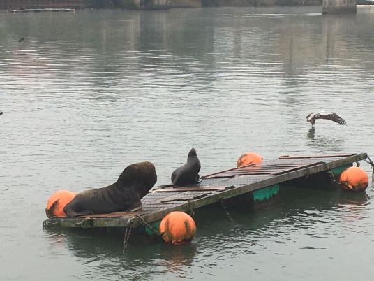 Valdivia sealions