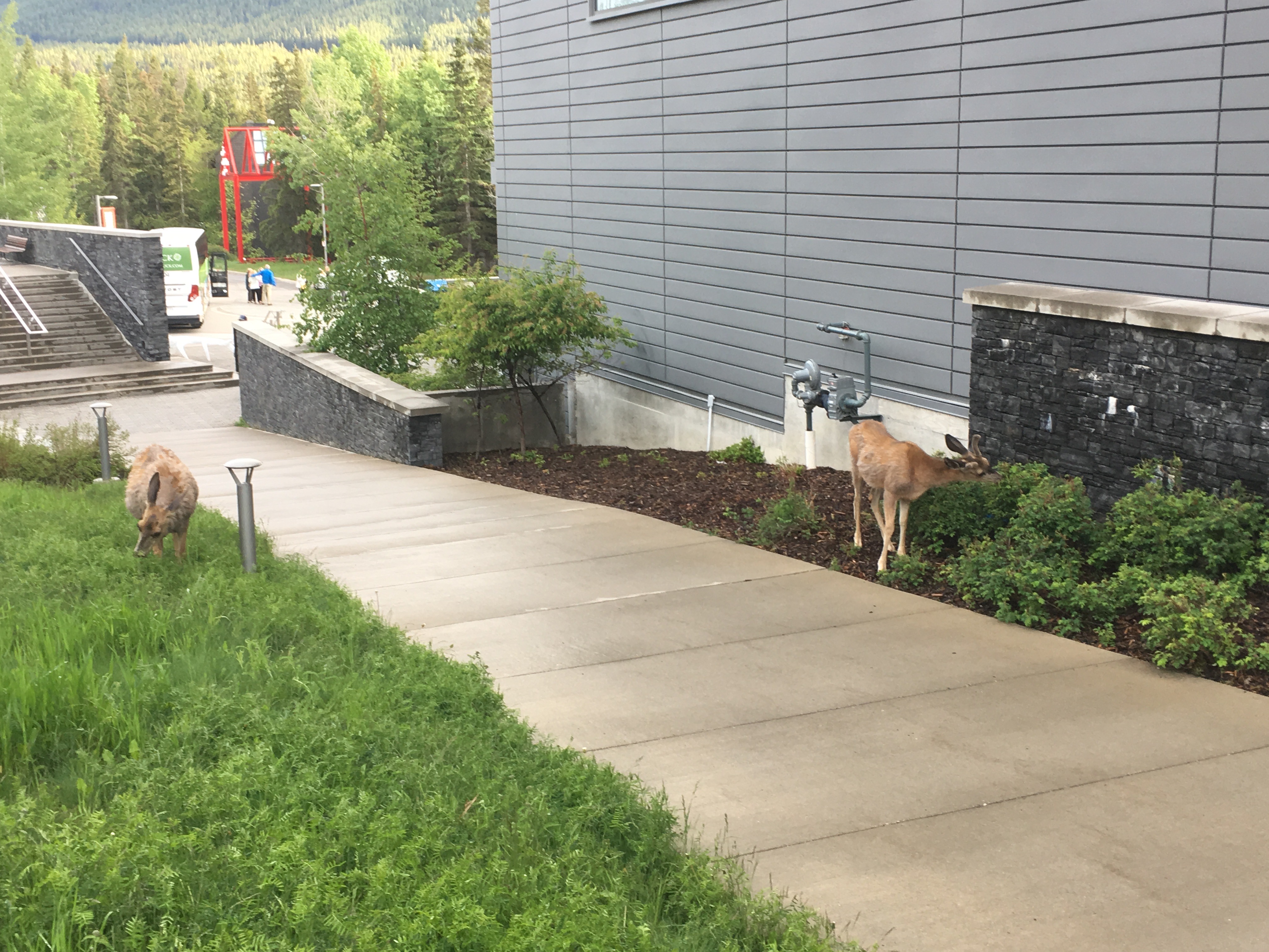 A dichotomy of deer.