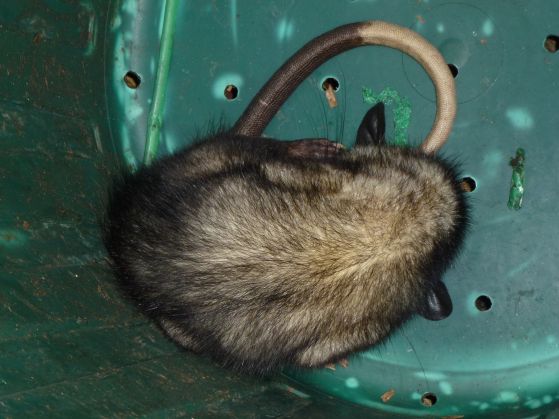 possum-in-a-bucket
